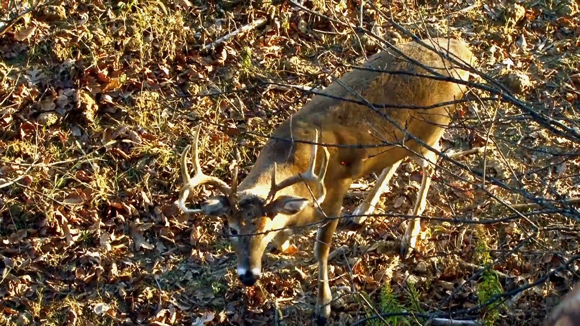 Sawtooth • NBK Episode 6 S6