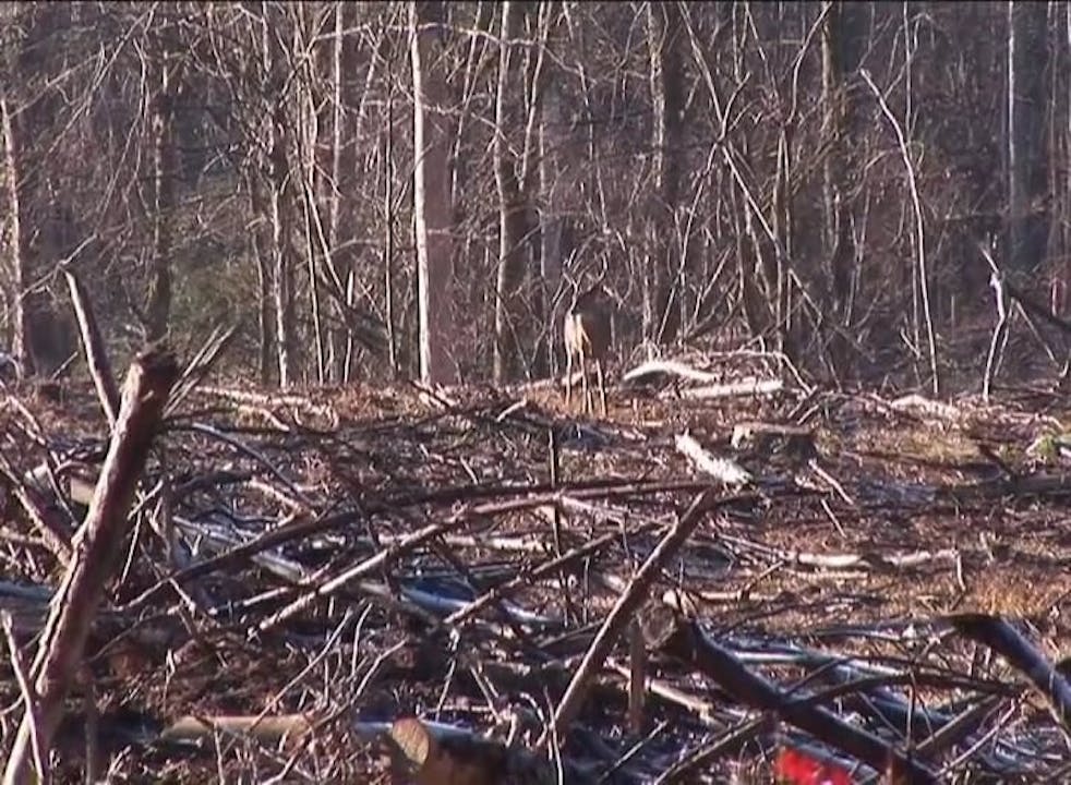 You First • Whitetails in Mississippi Mossy Oak GO