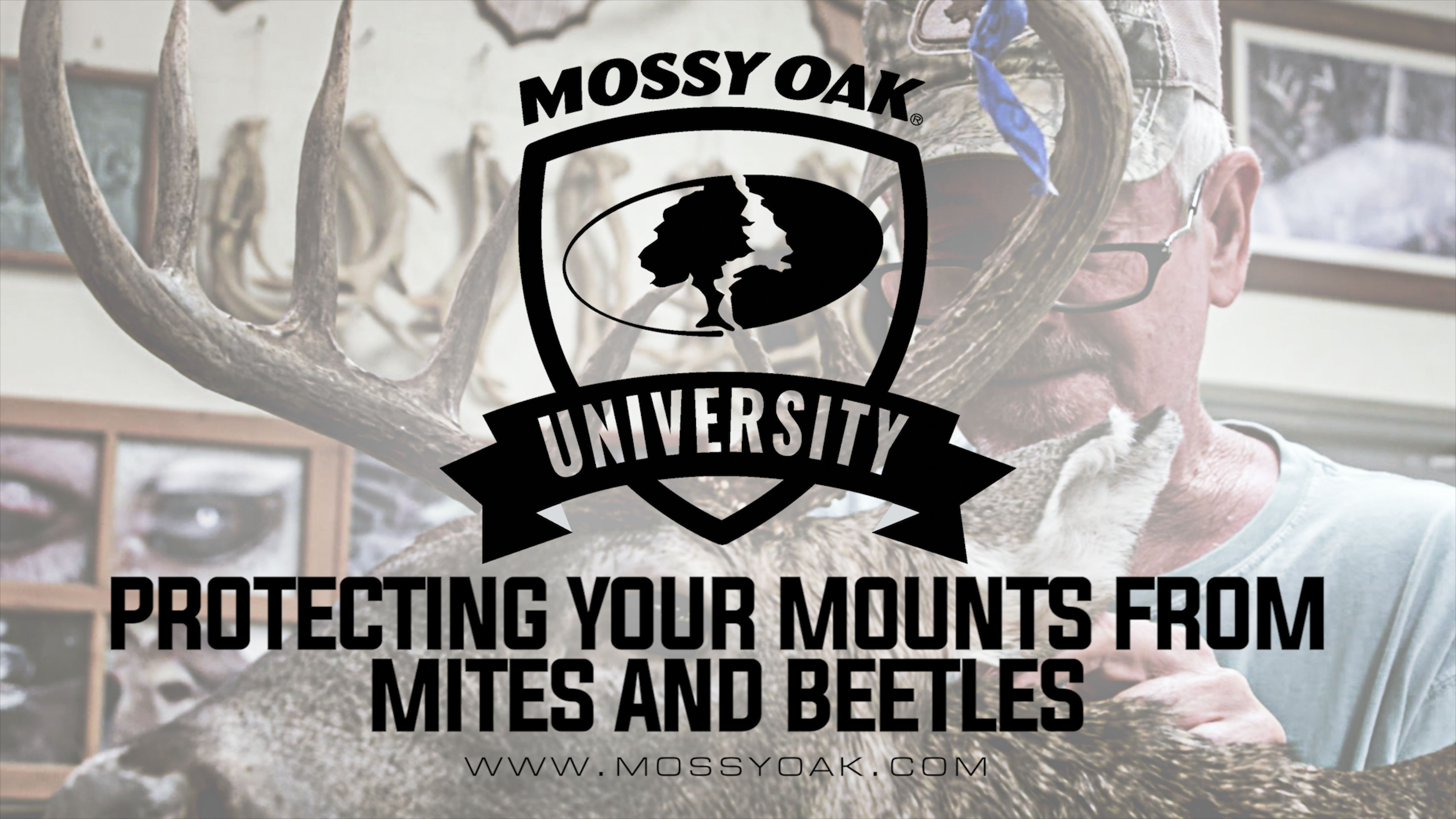 Protecting Your Mounts From Mites and Beetles