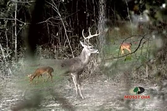 Black Belt Bonanza • Bowhunting Over Foodplots in Alabama