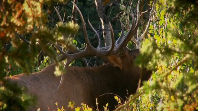 Bull Rush, Part 2 • Archery Elk in Utah