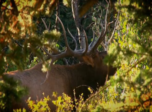 Bull Rush, Part 2 • Archery Elk in Utah