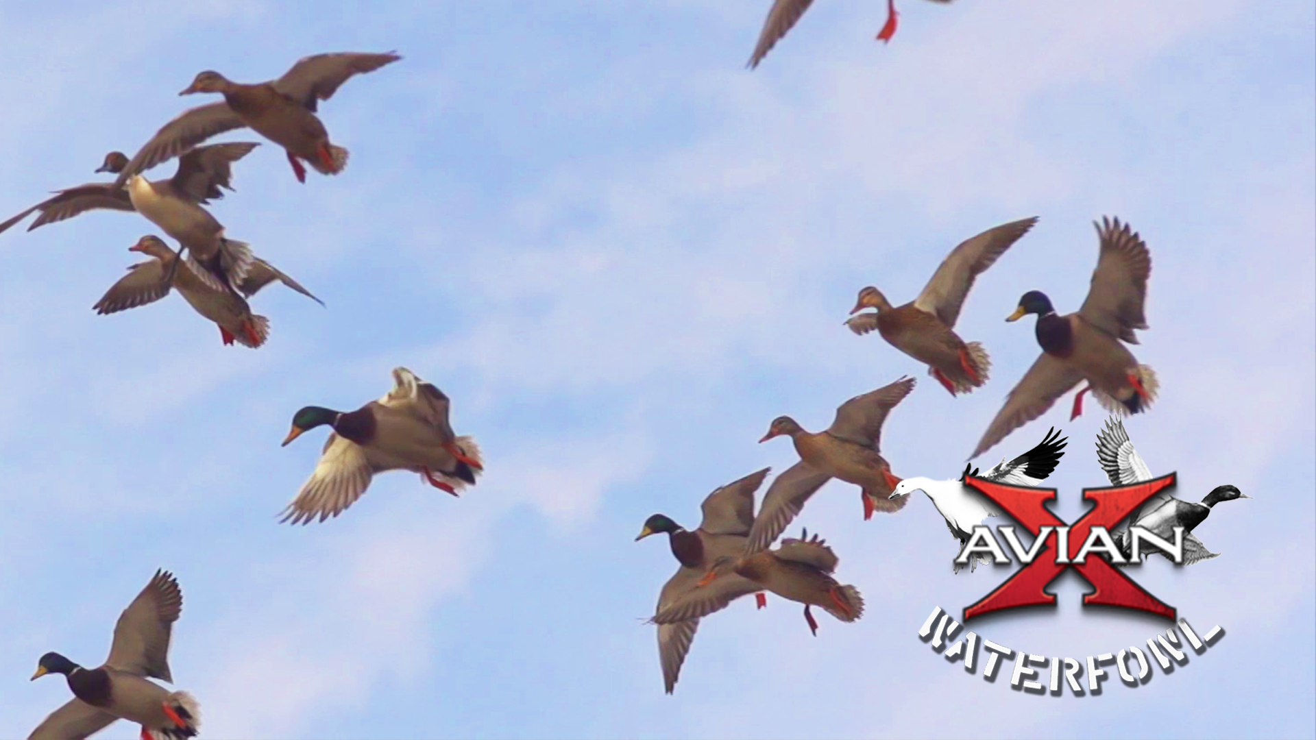 The Bank PTO • Avian X Waterfowl