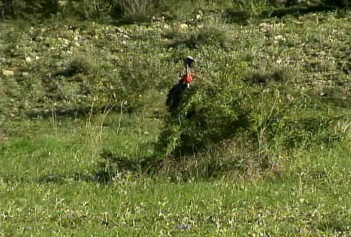 Ted Unplugged • Turkeys in Texas