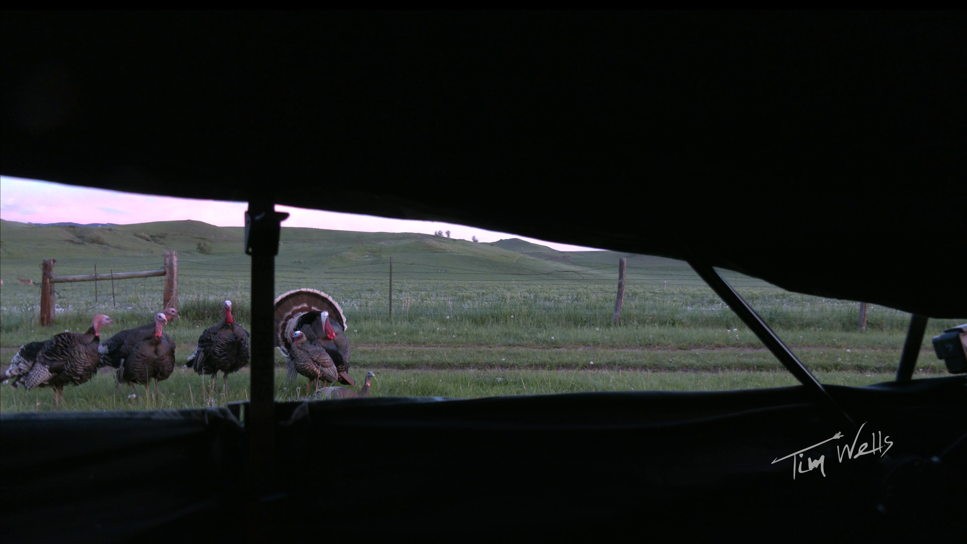 Wyoming • Tim Wells