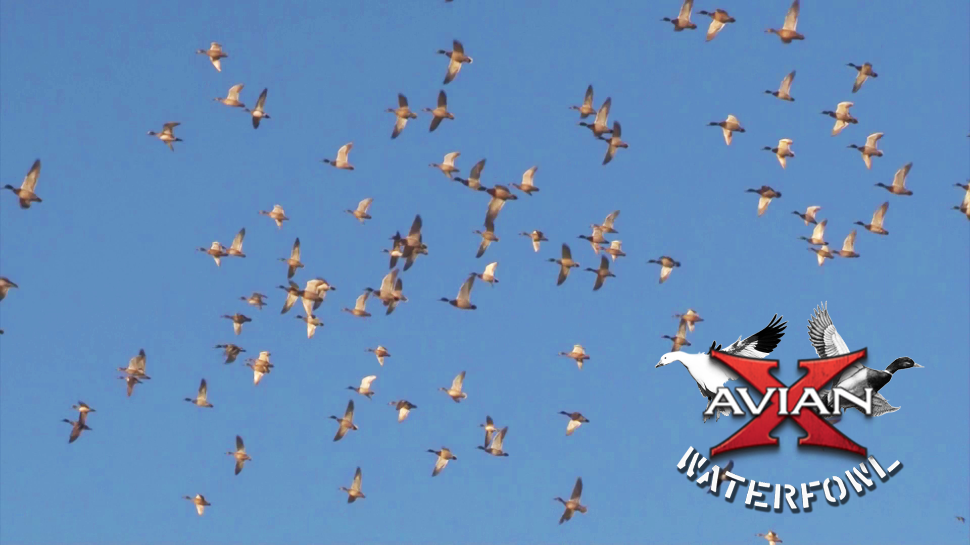 Field of Dreams • Avian X Waterfowl