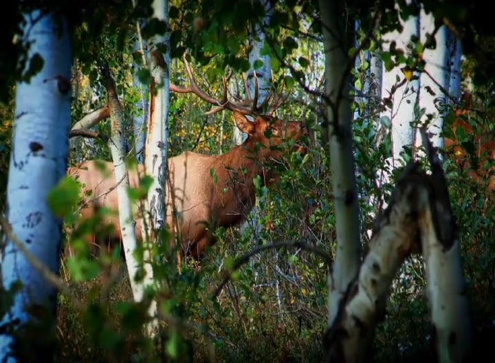 Bull Rush, Part 1 • Archery Elk in Utah