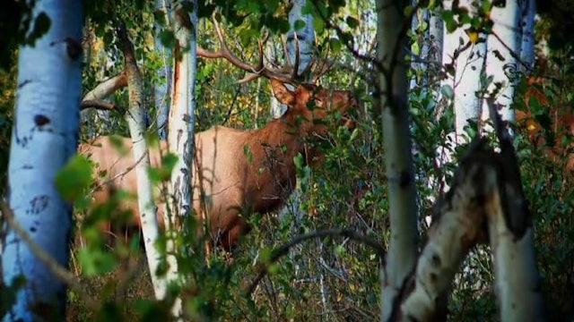 Bull Rush, Part 1 • Archery Elk in Utah