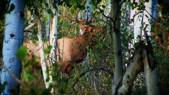 Bull Rush, Part 1 • Archery Elk in Utah