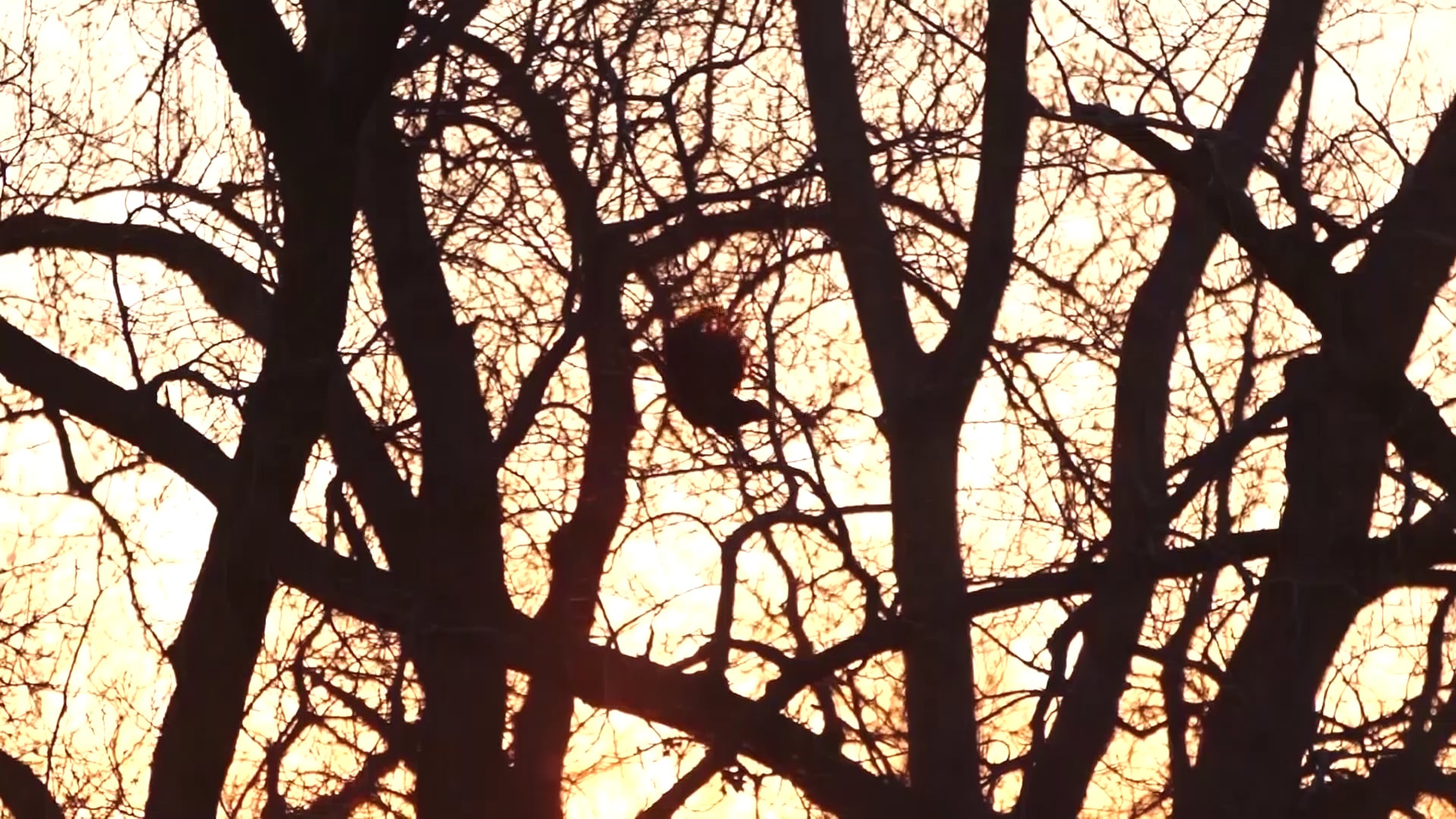 Longhorn Longbeards • Avian X