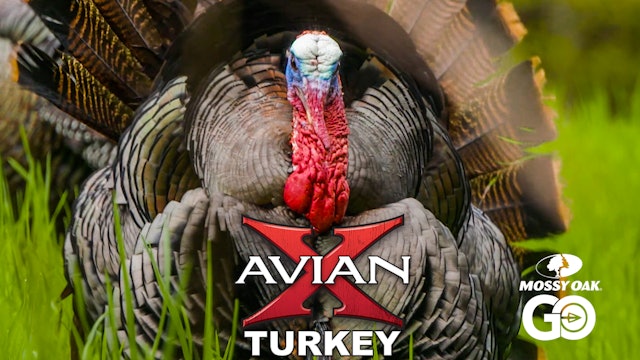 Born Hunter • Avian X