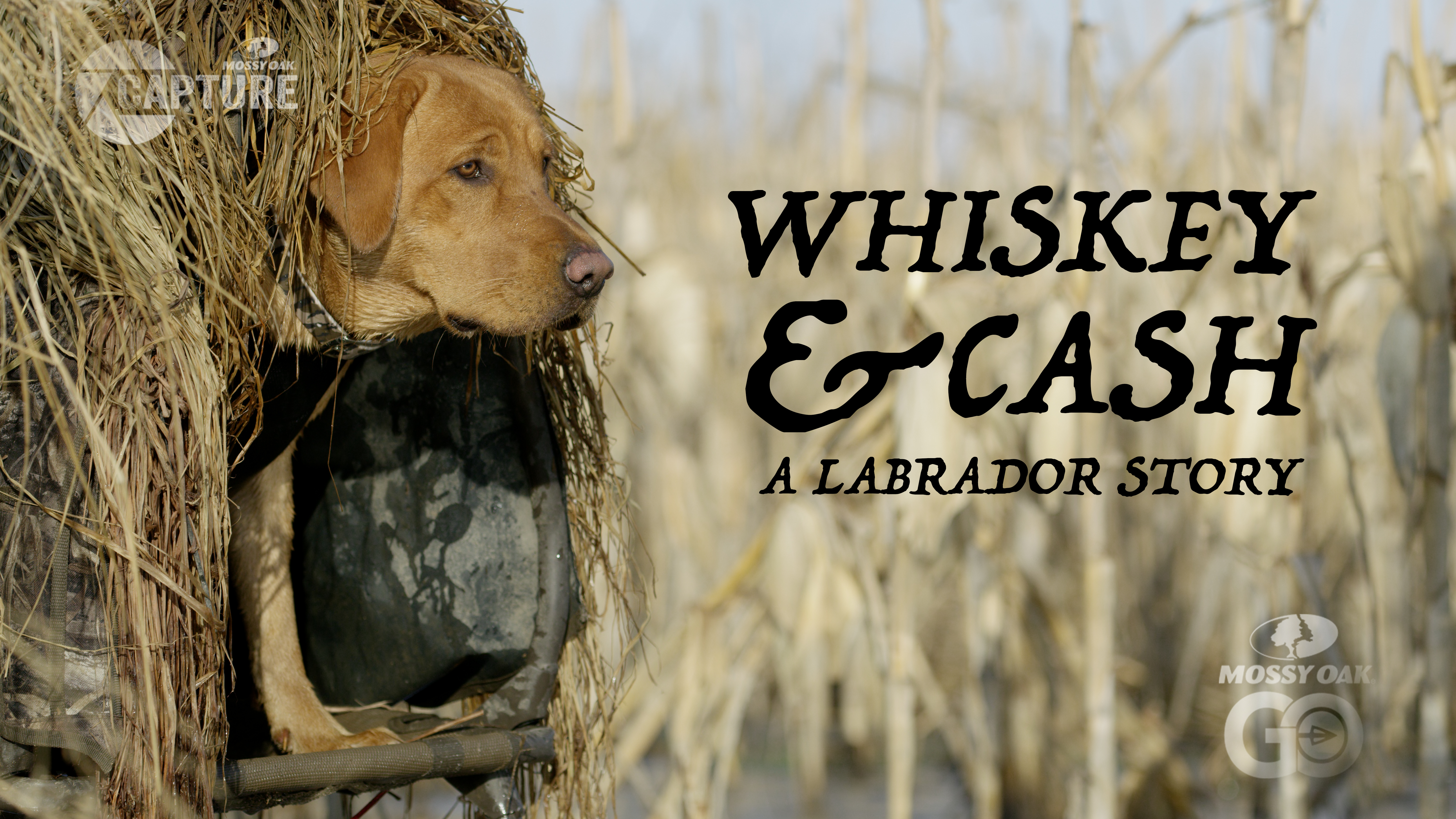 Whiskey and Cash • A Labrador Story
