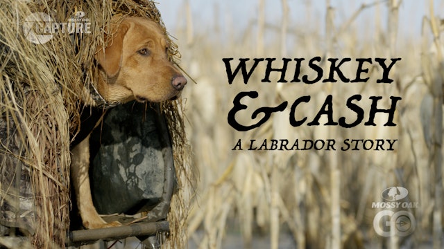 Whiskey and Cash • A Labrador Story