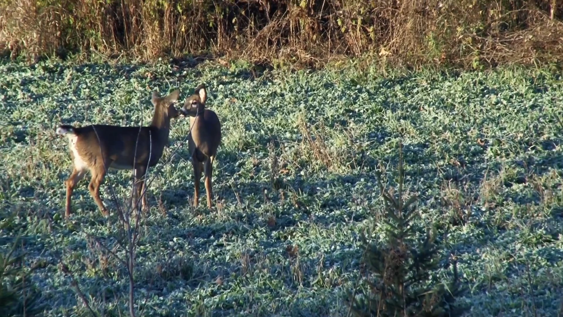 The Bucket Bull List • NBK Episode 13 S7