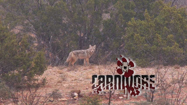 West Texas Coyotes • Carnivore