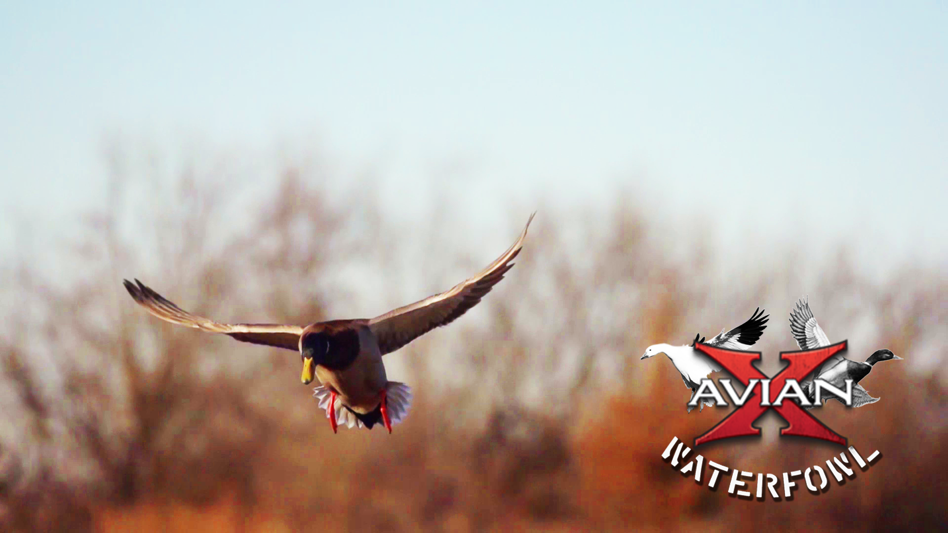 A Day To Remember • Avian X Waterfowl