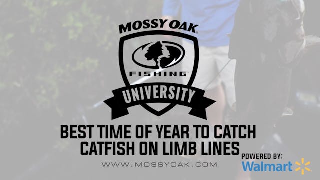 Best Live Bait, Cut Bait, and Homemade Catfish Baits for Catfish
