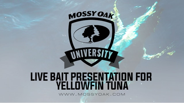Best Live Bait Presentation • Yellowfin Tuna Fishing