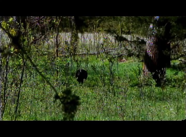 Unbelievable • Turkeys in Nebraska