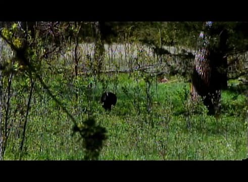 Unbelievable • Turkeys in Nebraska