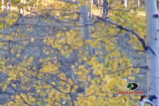 Rocky Mountain Elk Bugles • Big Bulls...