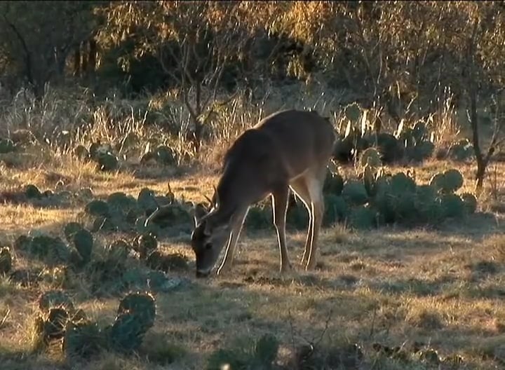 Less is More • Bowhunting Texas Bucks
