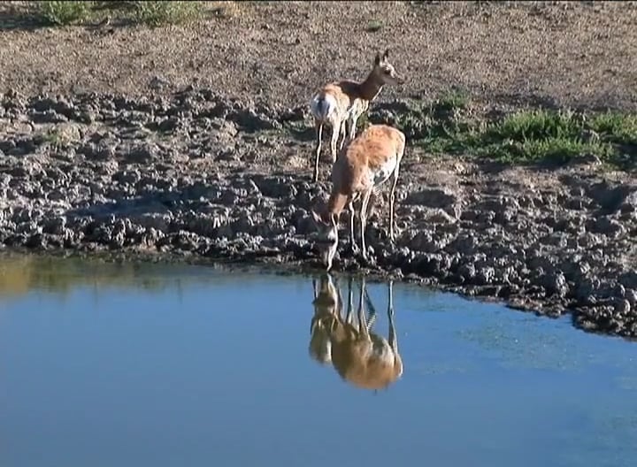 Flag One Down • Pronghorn in Wyoming