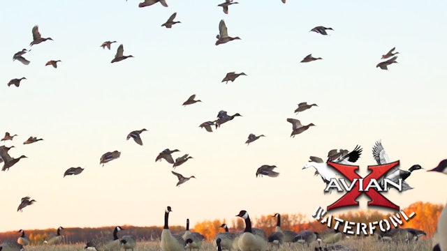 Saskatchewan Mixed Bag • Avian X Waterfowl