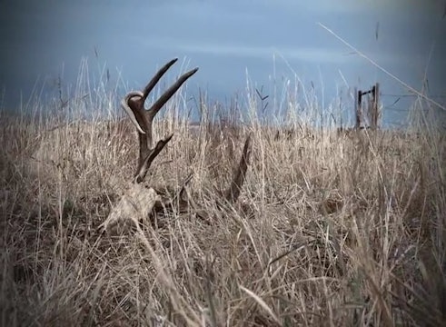 Our Land, Part 1 • Whitetails in Texas