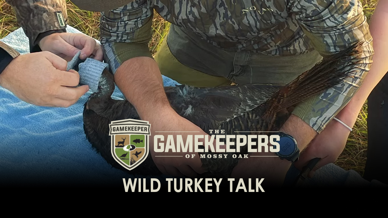 Wild Turkey Talk • Gamekeepers