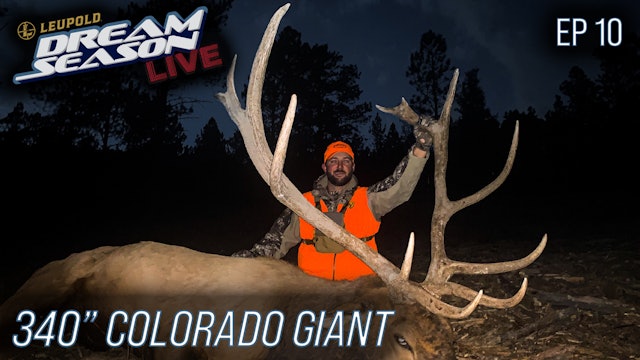 Rocky Mountain Giant, Late Season Plans • Dream Season Live