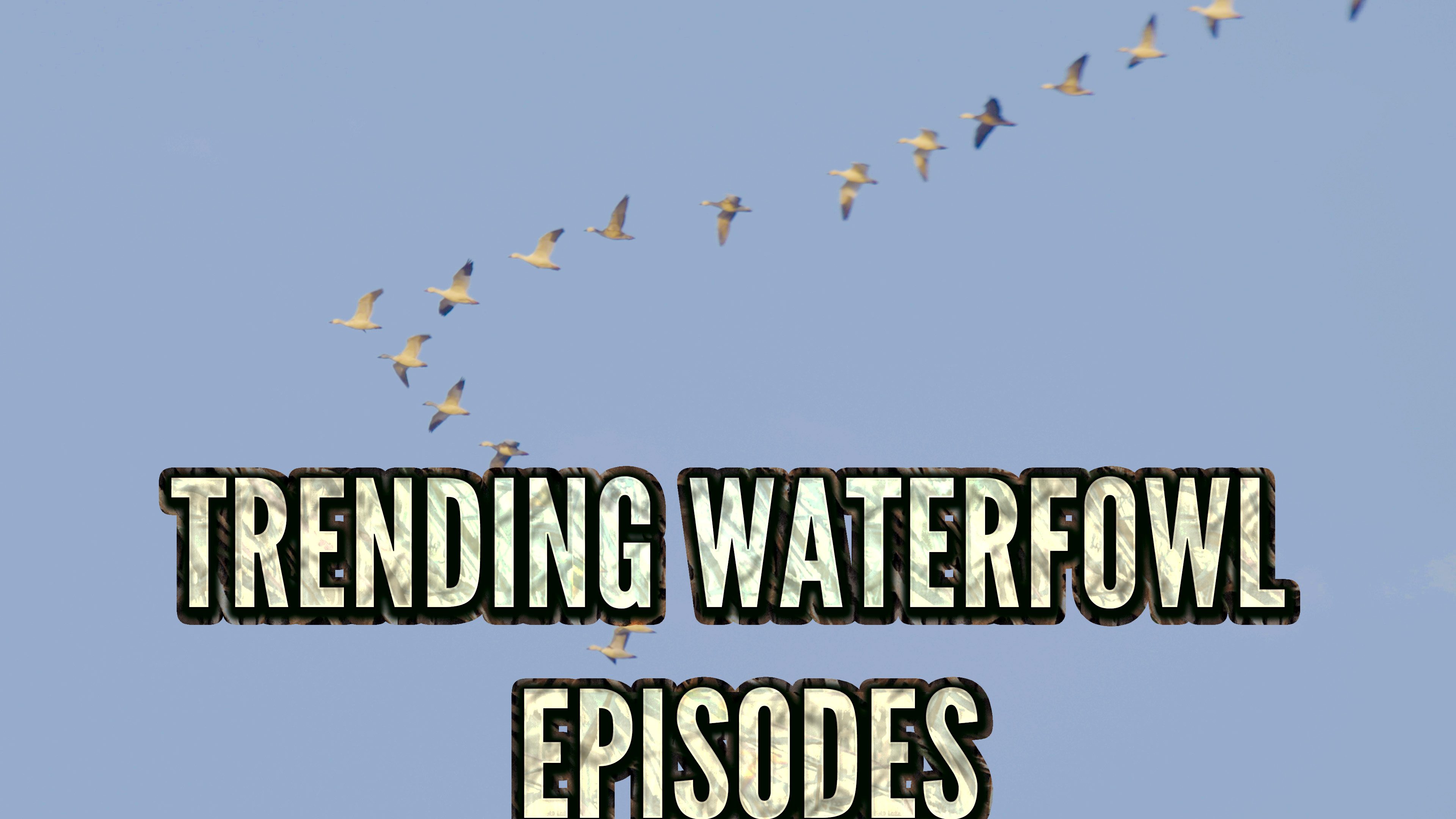 Trending Waterfowl Episodes