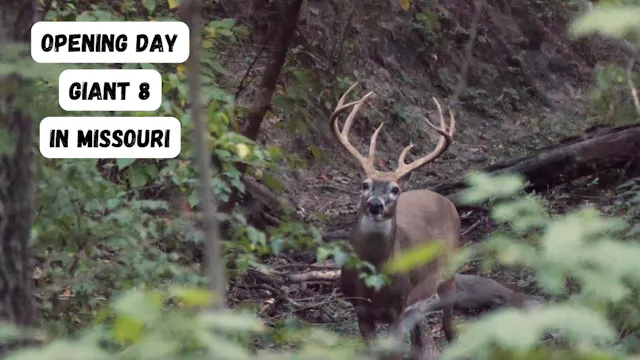 Opening Day Giant 8 In Missouri • Sto...