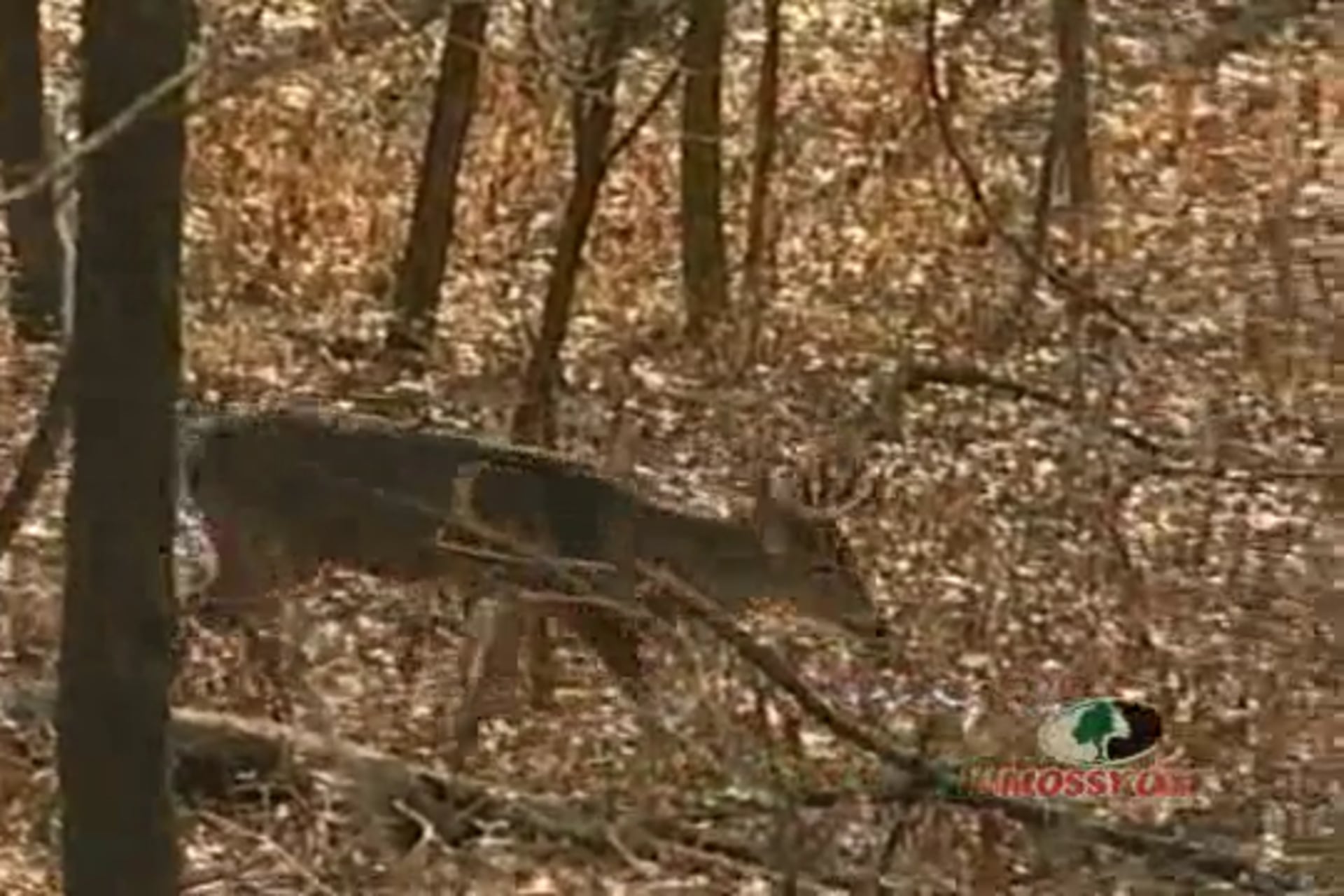 Slugshells & Smokepoles • Whitetail Deer Hunts in Illinois and Missouri