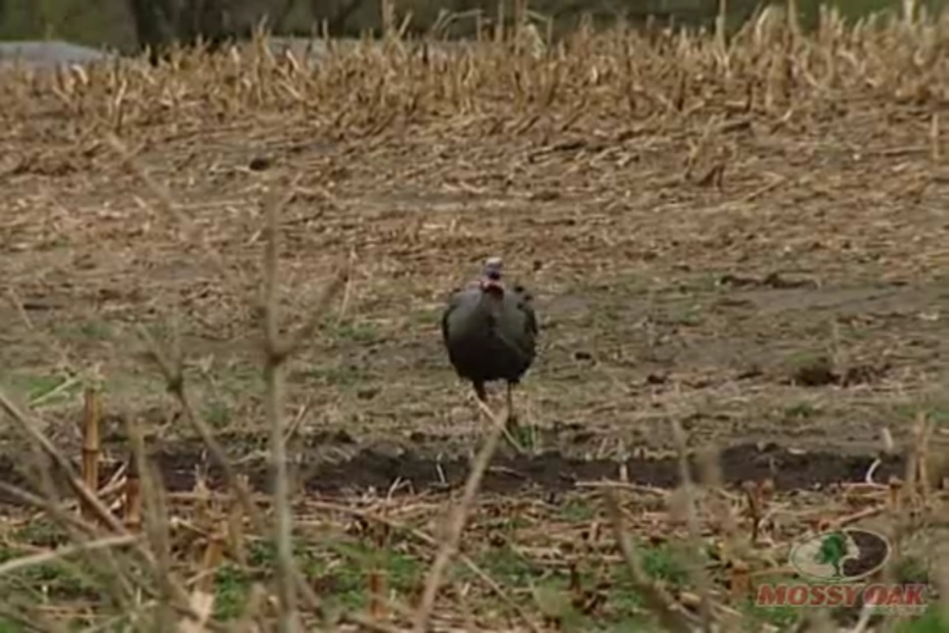 Midwest Gobblers