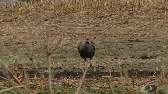 Midwest Gobblers