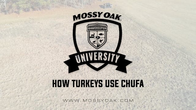 How Turkeys Use Chufa