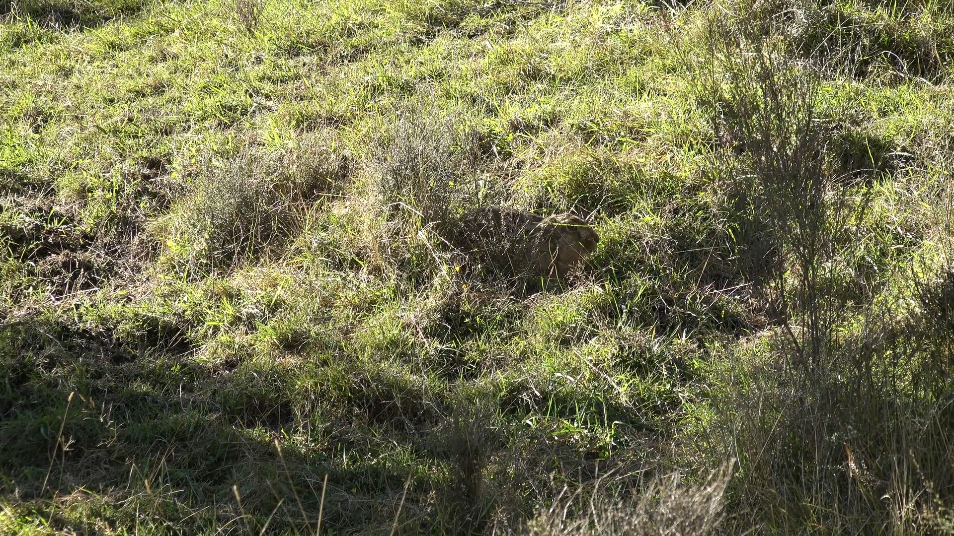 Intro 2019  • Tim Wells