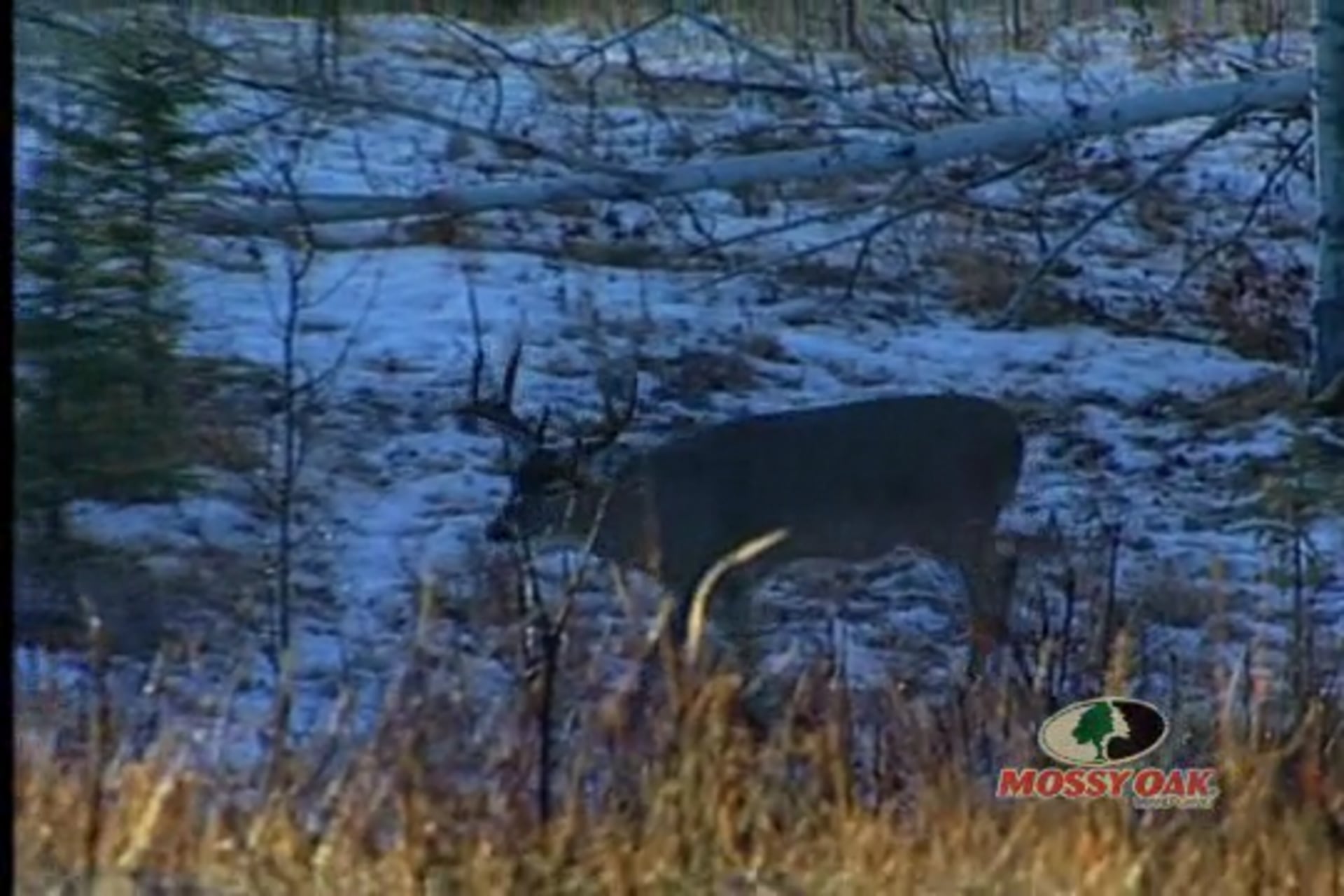 Big Canada Whitetails • Massive Deer in Saskatchewan