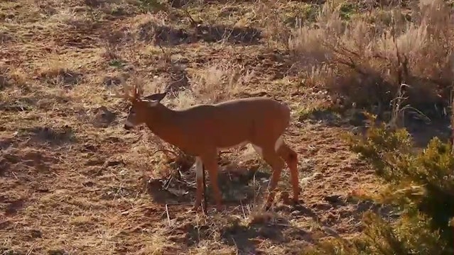 Bucks in Breathing Range • Deer Too Close for Comfort
