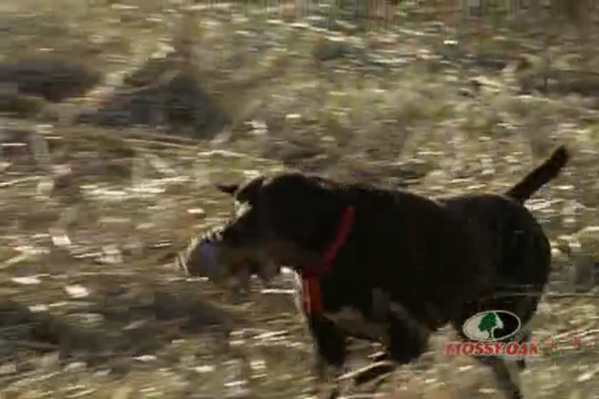 Fast Flying Pheasants • Big Upland Gamebirds
