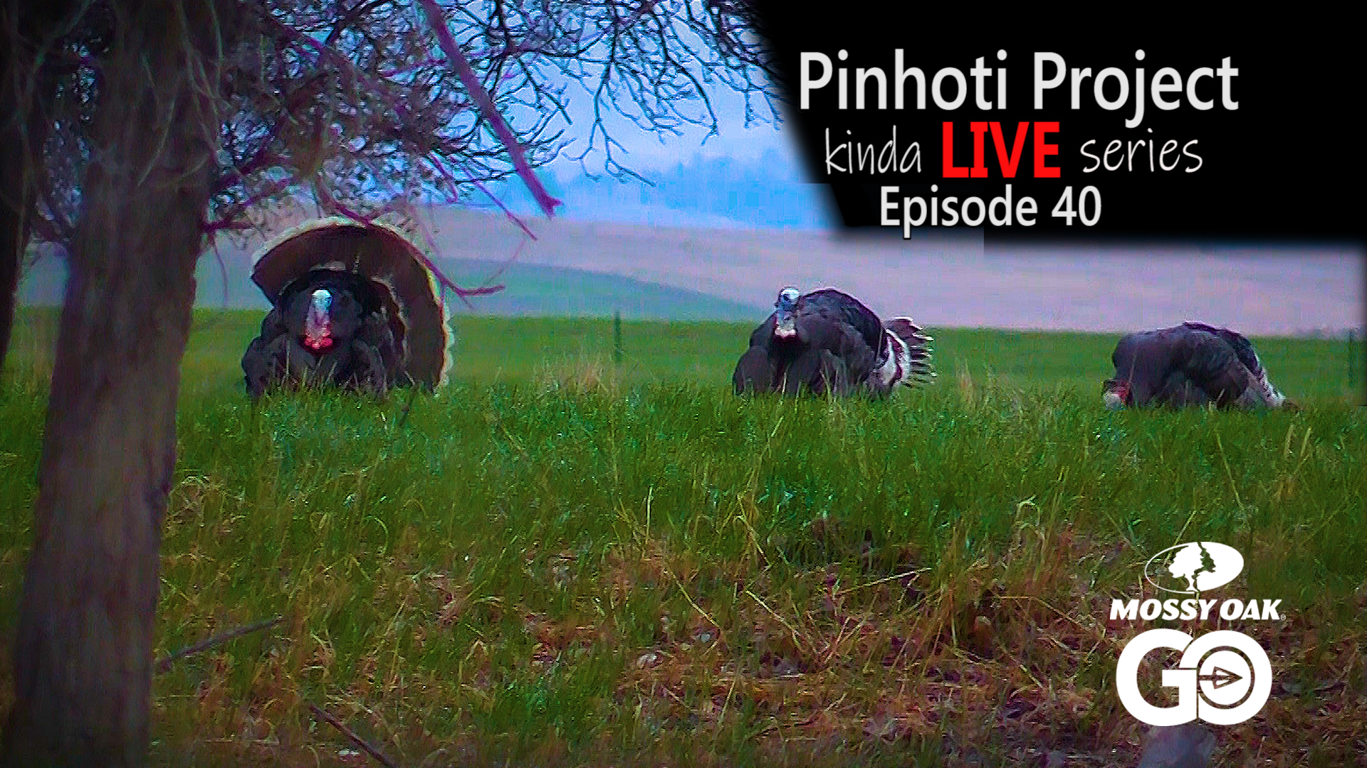 Kinda Live • Episode 40 • Pinhoti Project