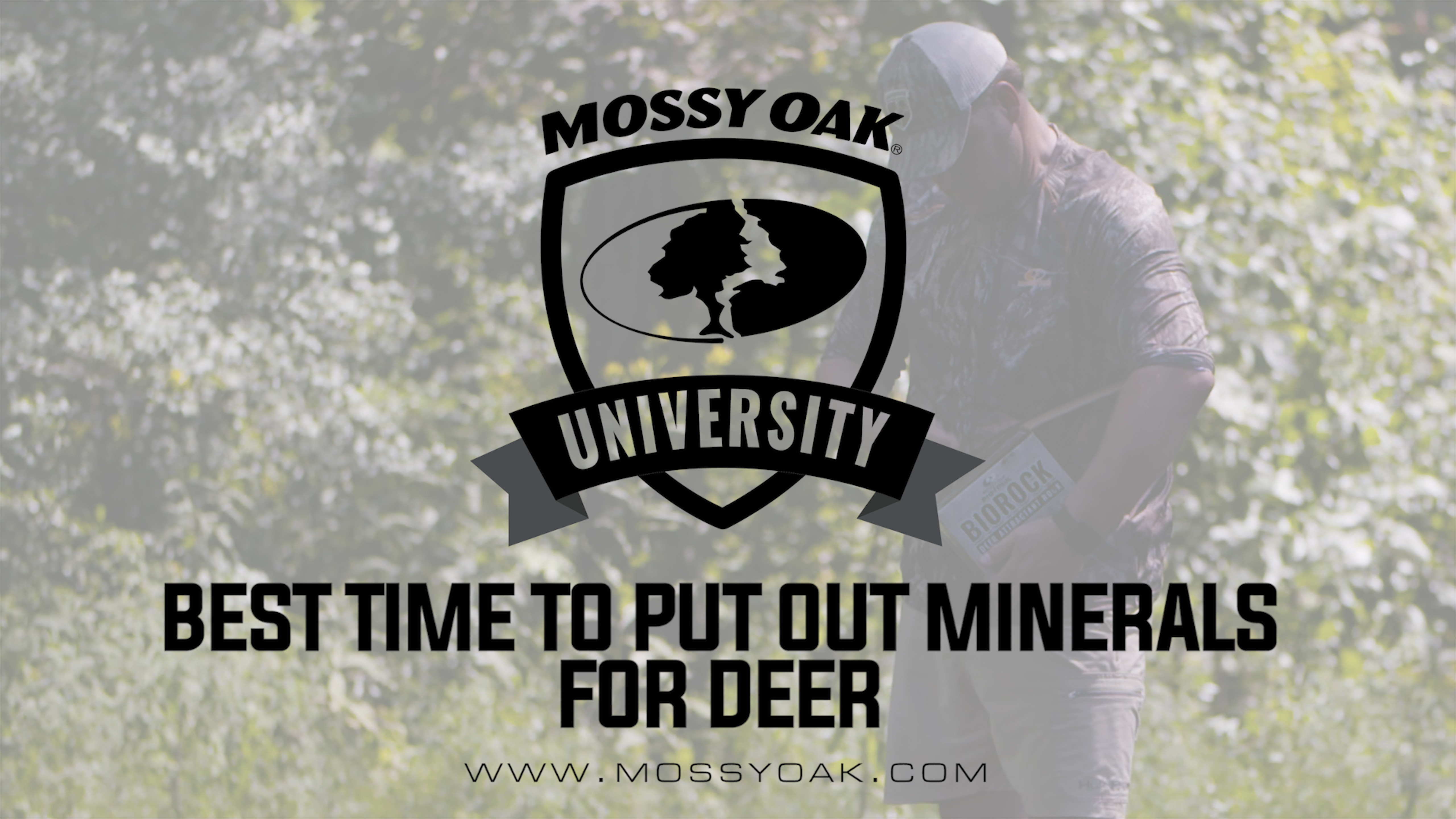 Deer Minerals • When to Establish Mineral Sites for Whitetail Deer