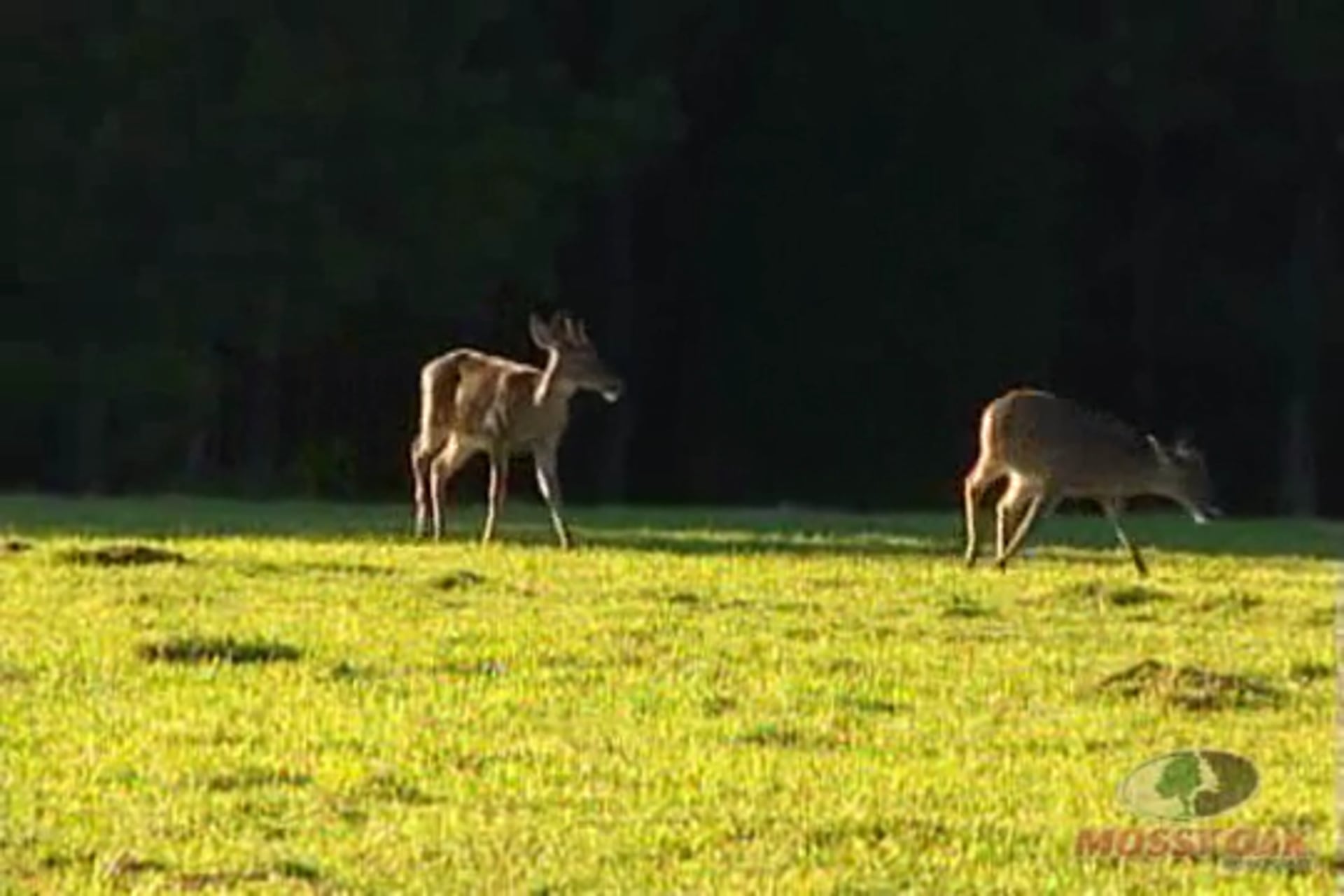 Pine Plantation Bucks