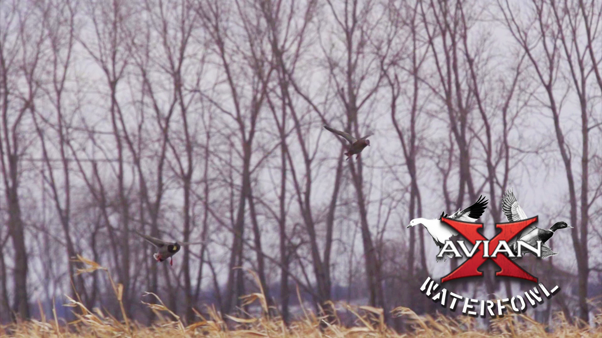 Traditions • Avian X Waterfowl