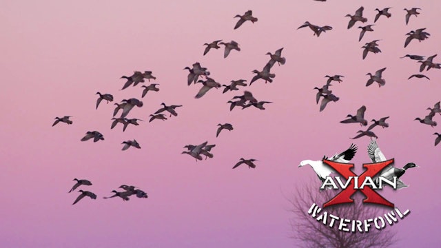 NE Field Mallards • Avian X Waterfowl