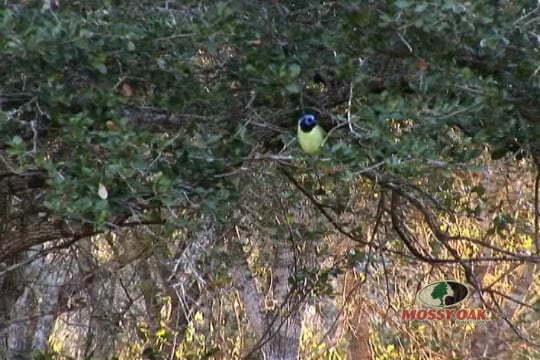 Straight Arrows • Putting Memories and Bows Together