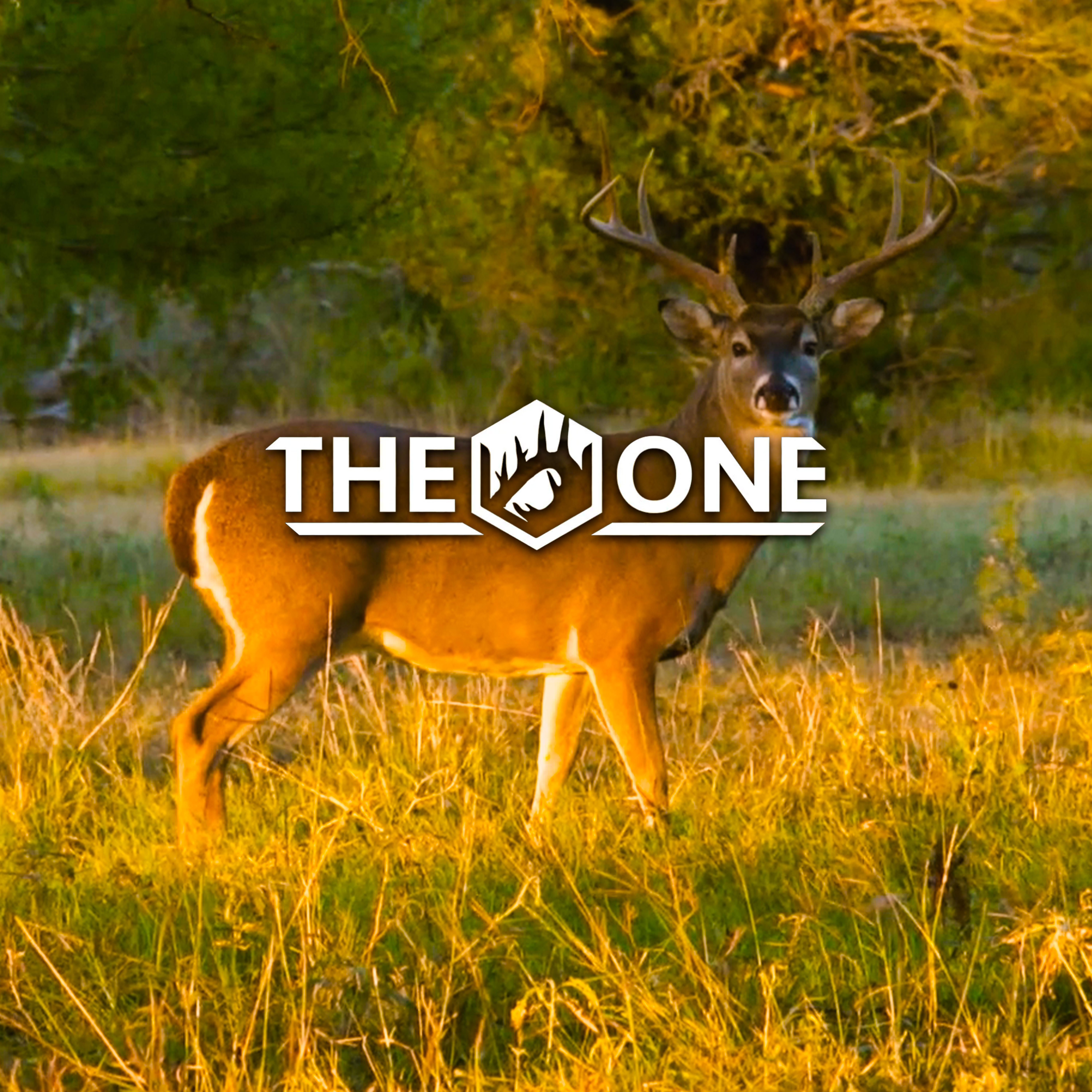 Big Texas Whitetails • The One