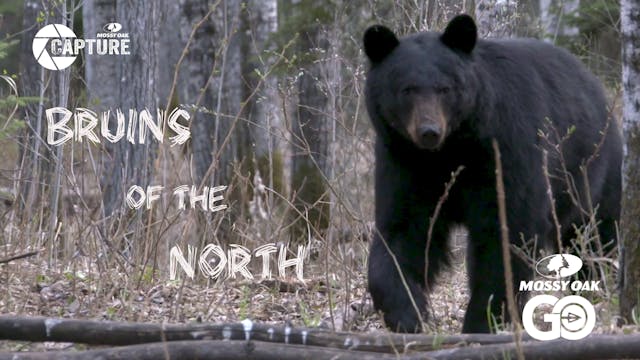 Bruins of the North