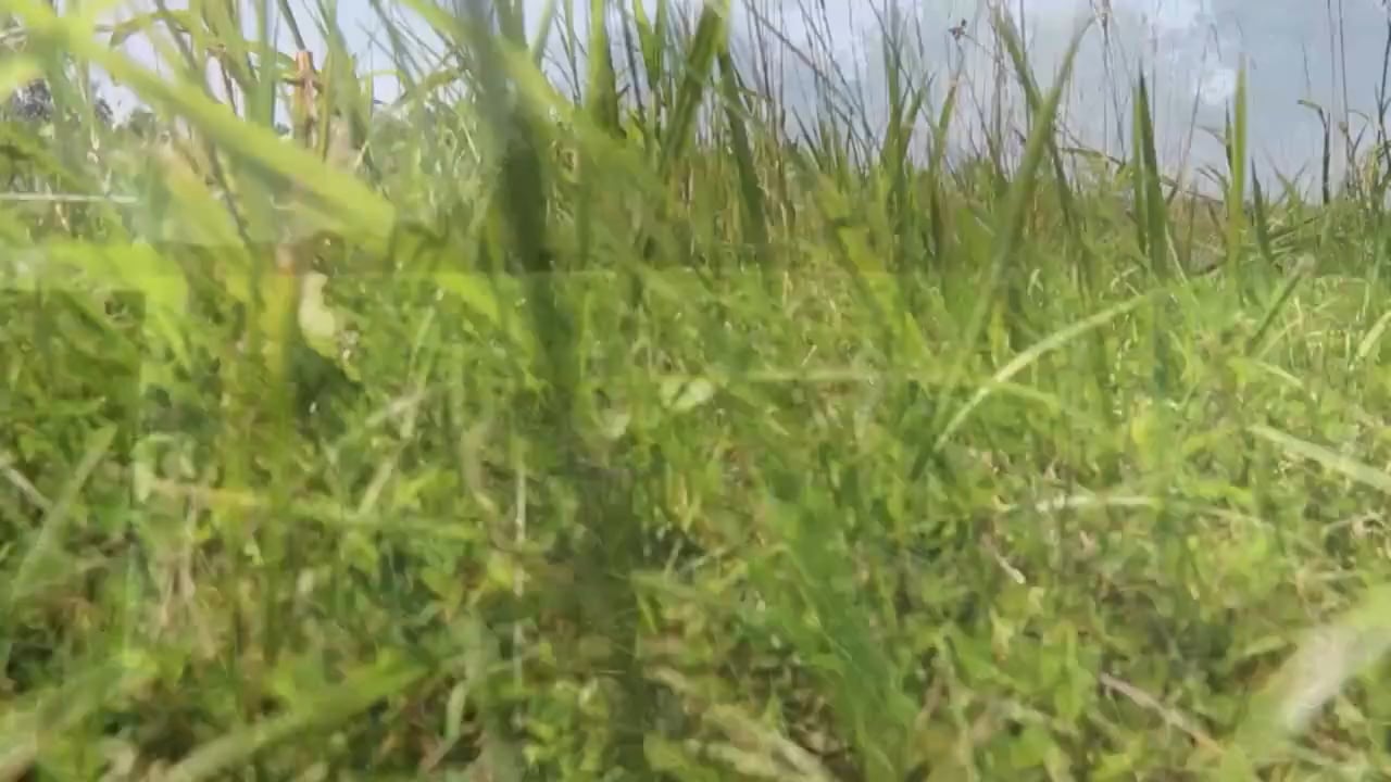 Helpful Websites & Apps with Mark Drury • 100% Wild Podcast